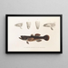 Faune japonaise Pl091 - Philipp Franz Balthasar von Siebold — gerahmtes Bild an der Wand
