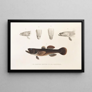 Philipp Franz Balthasar von Siebold - Fauna japonica Pl091.webp