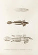 Fauna japonica Pl092 - Philipp Franz Balthasar von Siebold — Ansicht des Kunstwerks