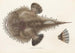 Faune japonaise Pl095 - Philipp Franz Balthasar von Siebold — Ansicht des Kunstwerks