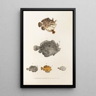 Philipp Franz Balthasar von Siebold - Fauna japonica Pl096.webp