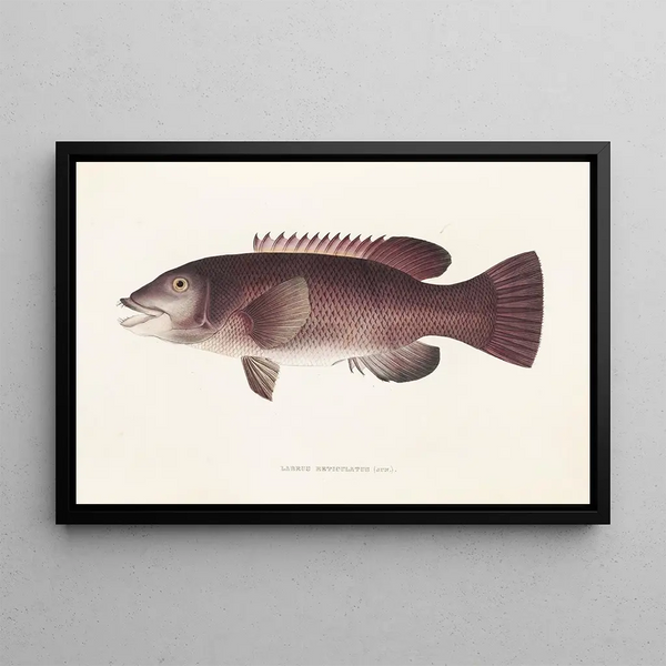 Fauna japonica Pl098 - Philipp Franz Balthasar von Siebold — gerahmtes Bild an der Wand