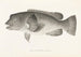 Fauna japonica Pl099 - Philipp Franz Balthasar von Siebold — Ansicht des Kunstwerks