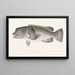 Fauna japonica Pl099 - Philipp Franz Balthasar von Siebold — gerahmtes Bild an der Wand