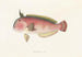Faune japonaise Pl104 - Philipp Franz Balthasar von Siebold — Ansicht des Kunstwerks