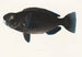 Fauna japonica Pl105 - Philipp Franz Balthasar von Siebold — Ansicht des Kunstwerks