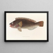 Fauna japonica Pl106 - Philipp Franz Balthasar von Siebold — gerahmtes Bild an der Wand