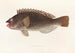 Fauna japonica Pl106 - Philipp Franz Balthasar von Siebold — Ansicht des Kunstwerks