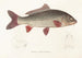 Fauna japonica Pl113 - Philipp Franz Balthasar von Siebold — Ansicht des Kunstwerks