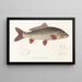 Fauna japonica Pl113 - Philipp Franz Balthasar von Siebold — gerahmtes Bild an der Wand