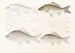 Fauna japonica Pl115 - Philipp Franz Balthasar von Siebold — Ansicht des Kunstwerks