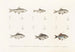 Faune japonaise Pl117 - Philipp Franz Balthasar von Siebold — Ansicht des Kunstwerks