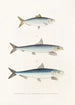 Fauna japonica Pl124 - Philipp Franz Balthasar von Siebold — Ansicht des Kunstwerks