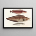 Faune japonaise Pl128 - Philipp Franz Balthasar von Siebold — gerahmtes Bild an der Wand