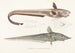 Fauna japonica Pl129 - Philipp Franz Balthasar von Siebold — Ansicht des Kunstwerks