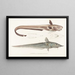 Fauna japonica Pl129 - Philipp Franz Balthasar von Siebold — gerahmtes Bild an der Wand