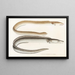 Faune japonaise Pl131 - Philipp Franz Balthasar von Siebold — gerahmtes Bild an der Wand