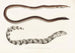 Fauna japonica Pl132 - Philipp Franz Balthasar von Siebold — Ansicht des Kunstwerks