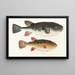 Faune japonaise Pl140 - Philipp Franz Balthasar von Siebold — gerahmtes Bild an der Wand