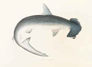 Philipp Franz Balthasar von Siebold - Fauna japonica Pl155.webp