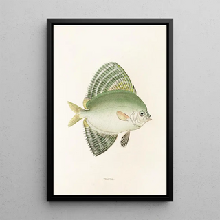 Philipp Franz Balthasar von Siebold - Fauna japonica Pl161.webp