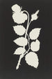 Rose - Philipp Otto Runge — Ansicht des Kunstwerks