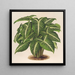 Phyllotnium Lindeni - Charles Antoine Lemaire — gerahmtes Bild an der Wand