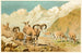 Bharal - Pierre Jacques Smit — Ansicht des Kunstwerks