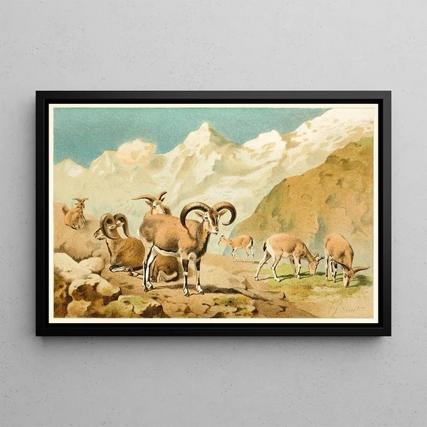 Pierre Jacques Smit - Bharal.webp