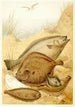 Flacher Fisch - Pierre Jacques Smit — Ansicht des Kunstwerks