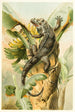 L'Iguane noir - Pierre Jacques Smit — Ansicht des Kunstwerks
