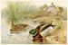 Wildente - Pierre Jacques Smit — Ansicht des Kunstwerks