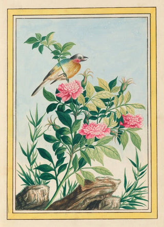 Pierre Joseph Buchoz - Plantes de Chine Pl005.webp