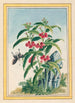 Pflanzen aus China Pl021 - Pierre Joseph Buchoz — Ansicht des Kunstwerks