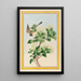 Pflanzen aus China Pl059 - Pierre Joseph Buchoz — gerahmtes Bild an der Wand