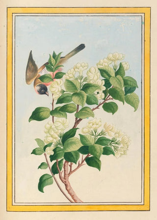 Pierre Joseph Buchoz - Plantes de Chine Pl059.webp