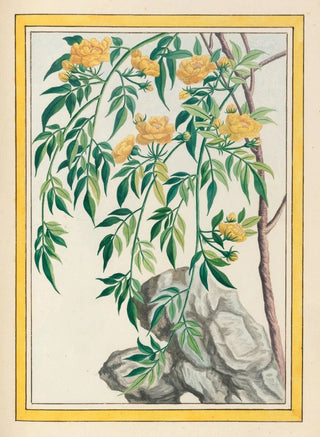 Pierre Joseph Buchoz - Plantes de Chine Pl061.webp