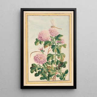 Pierre Joseph Buchoz - Plantes de Chine Pl074.webp