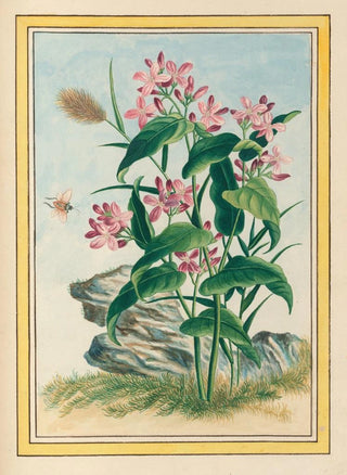 Pierre Joseph Buchoz - Plantes de Chine Pl079.webp