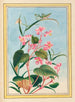 Pflanzen aus China Pl.080 - Pierre Joseph Buchoz — Ansicht des Kunstwerks