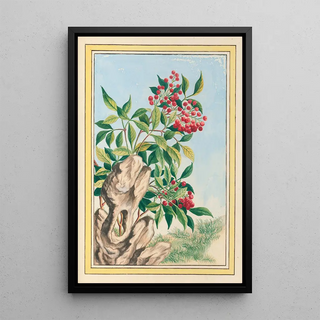 Pierre Joseph Buchoz - Plantes de Chine Pl089.webp