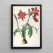 Amaryllis brasiliensis - Pierre Joseph Redouté — gerahmtes Bild an der Wand