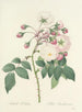 Auswahl der schönsten Blumen pl 002 - Pierre-Joseph Redouté — Ansicht des Kunstwerks