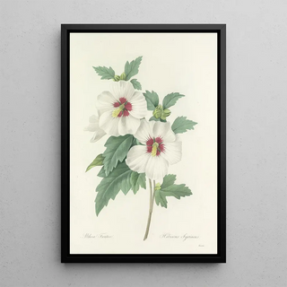 Pierre Joseph Redout - Choix des plus belles fleurs pl 004.webp