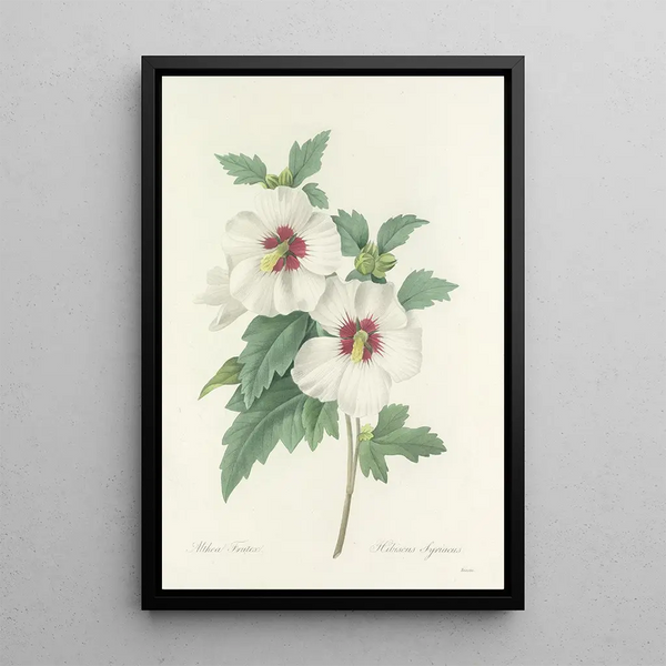 Auswahl der schönsten Blumen pl 004 - Pierre Joseph Redouté — gerahmtes Bild an der Wand