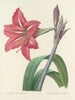 Auswahl der schönsten Blumen pl 005 - Pierre-Joseph Redouté — Ansicht des Kunstwerks