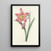 Auswahl der schönsten Blumen pl 006 - Pierre Joseph Redouté — gerahmtes Bild an der Wand