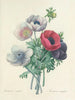 Auswahl der schönsten Blumen pl 008 - Pierre-Joseph Redouté — Ansicht des Kunstwerks