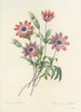 Auswahl der schönsten Blumen pl 009 - Pierre Joseph Redouté — Ansicht des Kunstwerks
