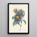 Auswahl der schönsten Blumen pl 010 - Pierre Joseph Redouté — gerahmtes Bild an der Wand